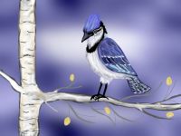 Bluejay